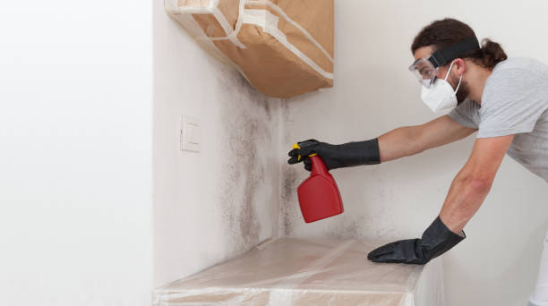 Professional Mold Removal technician working in Farmersville, TX